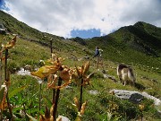 54 Purtroppo i fiori sono stati martoriati dalla grandine